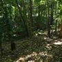 Mount Coot-tha Botanic Gardens - Australian Rainforest Track