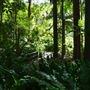Mount Coot-tha Botanic Gardens - Australian Rainforest Track