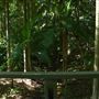 Mount Coot-tha Botanic Gardens - Australian Rainforest Track