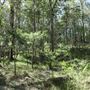 Cornubia Forest