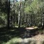 Cornubia Forest