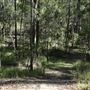Cornubia Forest