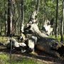 Venman Bushland