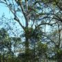 Venman Bushland