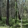 Boondall Wetlands