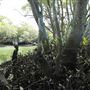 Curlew Park - Cabbage Tree Creek