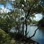 Curlew Park - Cabbage Tree Creek