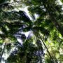 Property Mt Tamborine