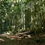 Property Mt Tamborine