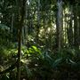 Jungle
