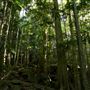 Jungle