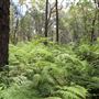 Coombabah Lakelands Conservation Area - Open Field & Forest