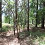 Coombabah Lakelands Conservation Area - Open Field & Forest
