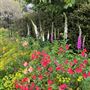 Tamborine Mountain Flower Farm