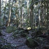 Tamborine National Park