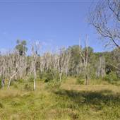 Bonogin Backlot - Dead Tree Paddock