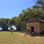St Helena - Tree Areas & Rainforest