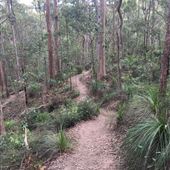 Mount Coot-tha Forest - Powerful Owl Trail