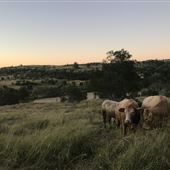 Tallavalley Farm