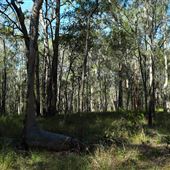 Venman Bushland