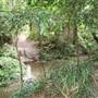 Coochin Creek - Pine Plantation / Qld State Forest