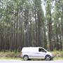 Coochin Creek - Pine Plantation / Qld State Forest