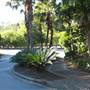 Mt Coot-tha Botanical Gardens