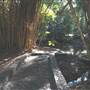 Mt Coot-tha Botanical Gardens