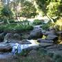 Mt Coot-tha Botanical Gardens