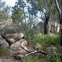 Warwick Region - Girraween National Park