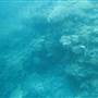 Knuckle Reef