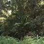 Mary Cairncross Scenic Reserve and Sanctuary