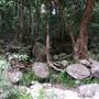 Mossman Gorge