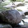 Mossman Gorge