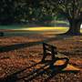 New Farm Park