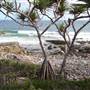 Sunshine Coast Region - Noosa National Park