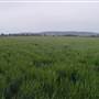 Wheat Fields