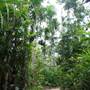 Mission Beach (Cairns Region FNQ)