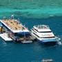 Hardy Reef (Reefworld Plantoon)