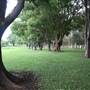 Gold Coast Regional Botanic Gardens - Rosser Park