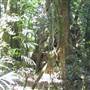 Springbrook National Park