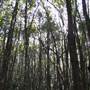 Springbrook National Park