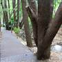 Kholo Botanic Gardens