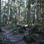 Tamborine National Park