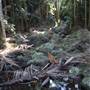 Tamborine National Park
