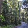 Winding Scenic Mountain Road - National Park