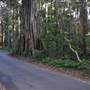 Winding Scenic Mountain Road - National Park