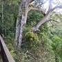 Moran Falls