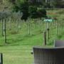 O'Reilly's Canungra Valley Vineyards