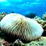 Great Barrier Reef
